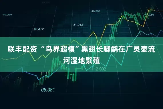 联丰配资 “鸟界超模”黑翅长脚鹬在广灵壶流河湿地繁殖